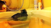 Funny Cats Enjoying Bath _ Cats That LOVE Water Compilationt