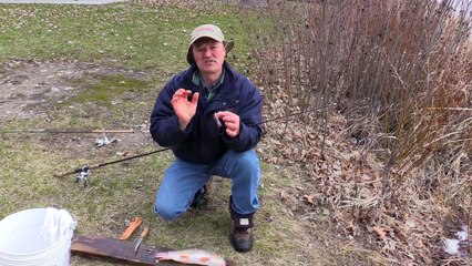 Catching Bullheads and Channel Catfish - With Cut Sucker as Bait