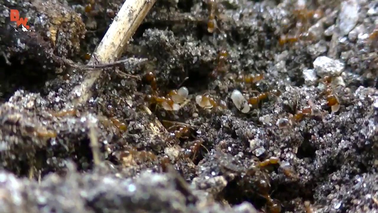FIRE ANT ATTACK!