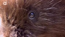 YIKES! Quilled by a Porcupine!