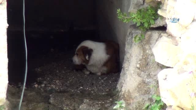 Rögarda Mahsur Kalan Köpek, 6 Saat Sonra Kepçeyle Kurtarıldı
