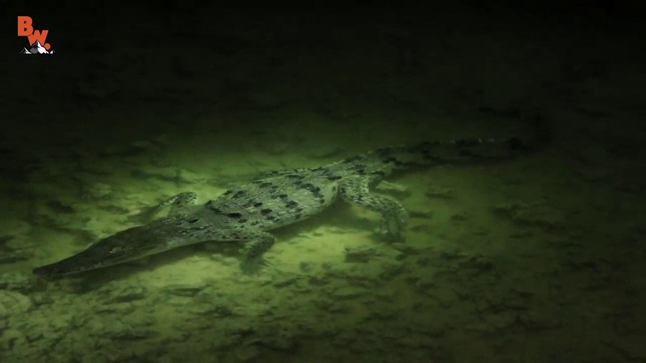 Alligator vs Crocodile!