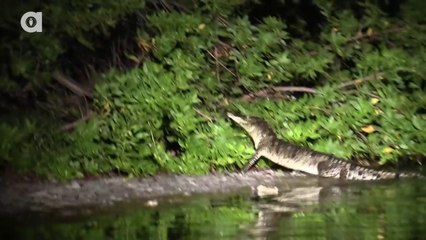 A Nest FULL of Baby Crocodiles!