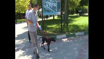 Üzerine kızgın su dökülen köpek hayata tutundu