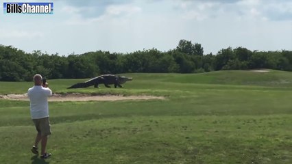 GIANT ALLIGATOR ON GOLF COURSE - real or fake