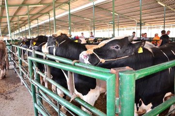 Bu Bayram Kurbanlık Fiyatları El Yakacak! Bu Fiyatın Altına Bulmak Zor