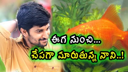 Nani going to produce and act in "Chepa" movie | Filmibeat Kannada