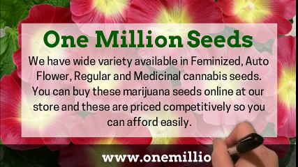 Auto-flowering cannabis seeds