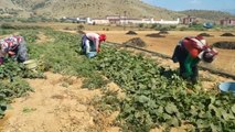 Yerli Tarım İşçisi Bulunmayınca, Suriyeliler Devreye Girdi