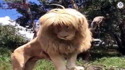 Lion look like  A really handsome man