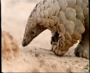 Vinculos animales-humanos: Catiti (Pangolin)