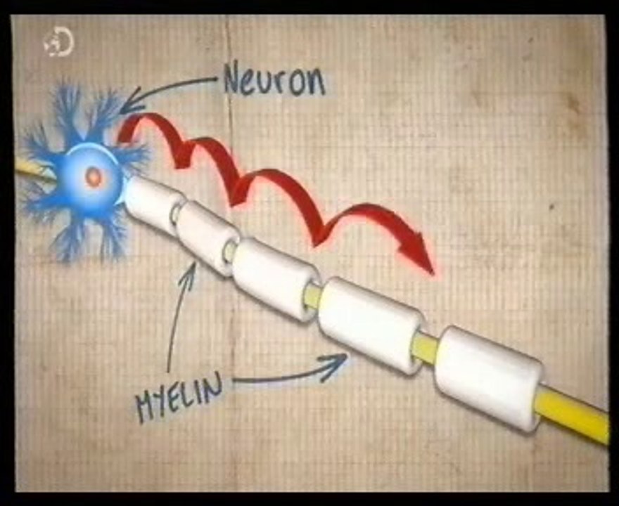 Mielina y plasticidad cerebral: Stacking