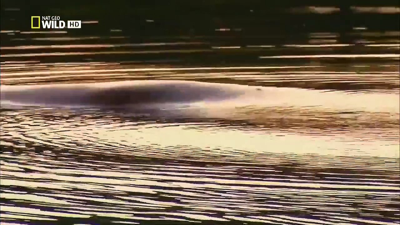 Дикая природа