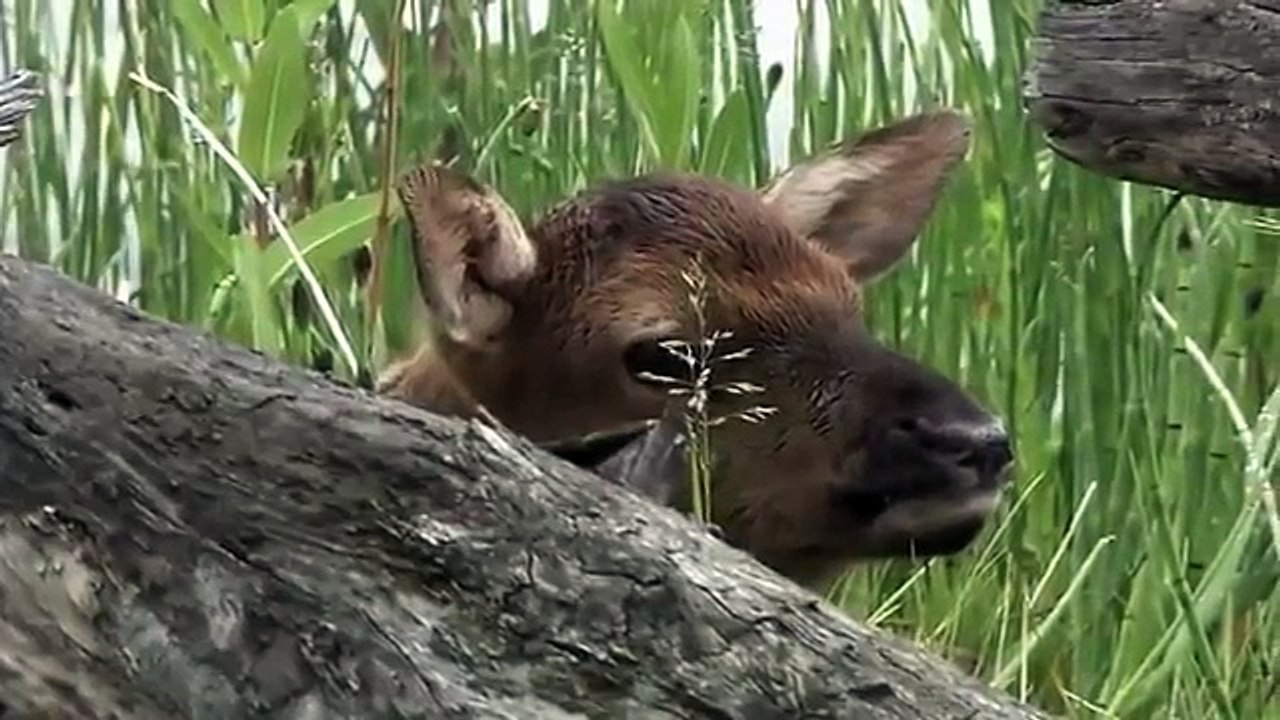 Fight: Grizzly Bear and Wolf Encounter Documentary Full Length