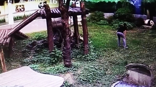 Il saute dans l'enclos aux pandas