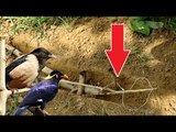 Awesome Quick Bird Trap Using Sling Foot Bird Trap - How To Make Sling Bird Trap That Work 100%