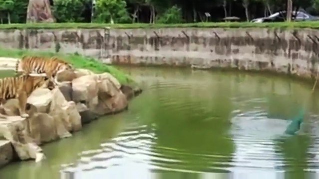 Un chien qui tombe dans l'enclos des tigres