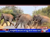 Villagers Annoyed By Elephant Herd Moving Into Their Villager