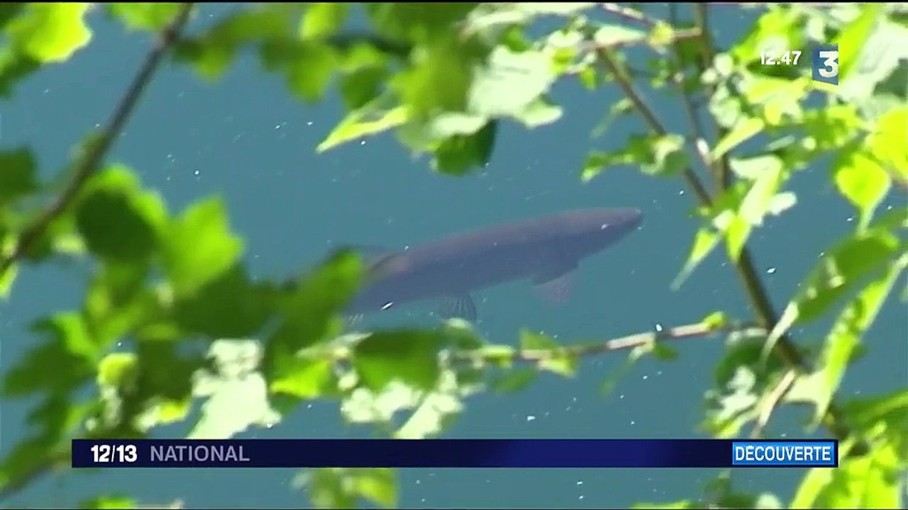 Massif central : pêche à la mouche dans le lac Pavin