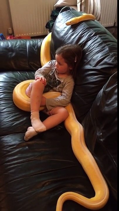 Python de 4m de long enroulé autour d'une fillette devant la TV !!