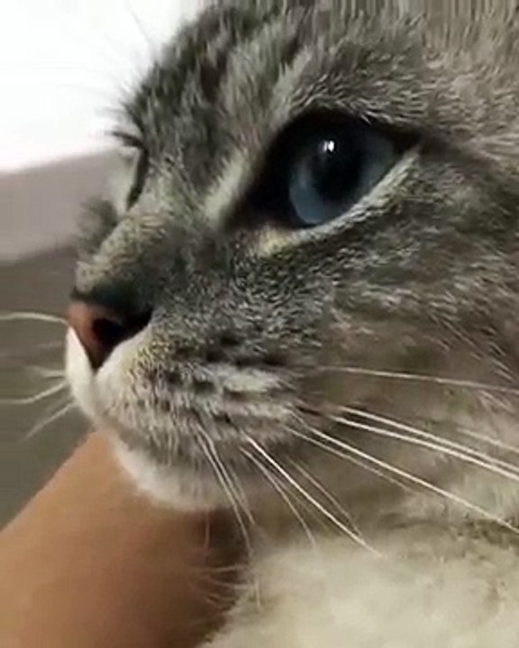 주인한테 발밟혀서 속이상한 냐옹이 ㅠㅠ 근데 사람말 다 알아들어!!