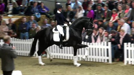 SECRET(Sezuan x St.Moritz) today at stallionshow Gestuet WM in Germany!!!!!