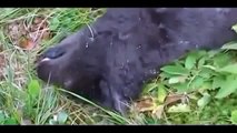 The Fierce Killer Dogs National Geographic Documentary