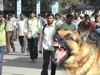 ಬೆಂಗಳೂರಿನಲ್ಲಿ ಹೆಚ್ಚಿದ ಬೀದಿನಾಯಿಗಳ ಹಾವಳಿ