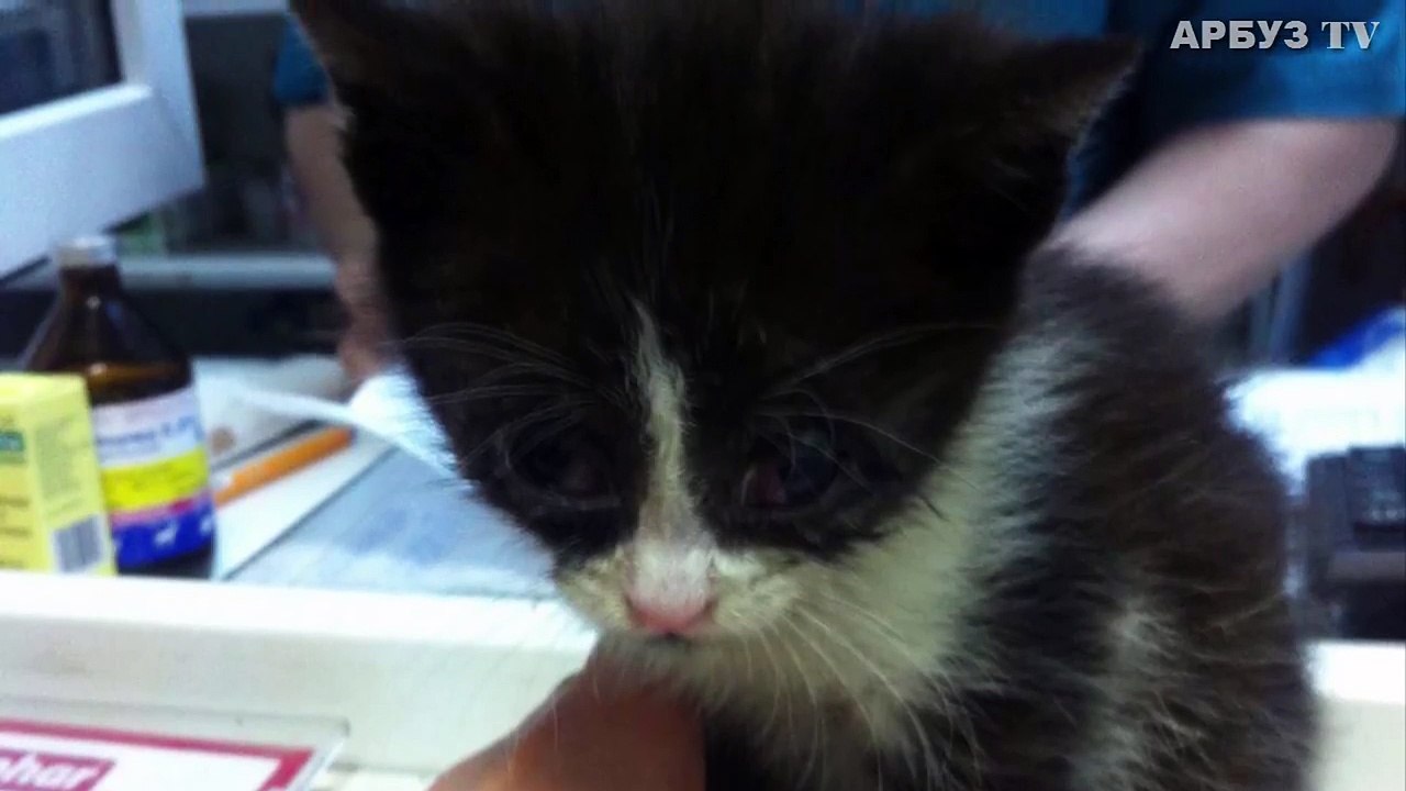 МАМА КОШКА УМОЛЯЛА ЛЮДЕЙ ЗАБРАТЬ ЕДИНСТВЕННОГО ВЫЖИВШЕГО КОТЕНКА