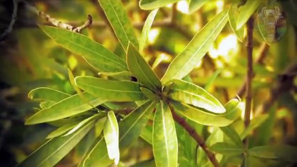 6 OBJETS MAUDITS QUE LA SCIENCE NE PEUT PAS EXPLIQUER - Lama Faché