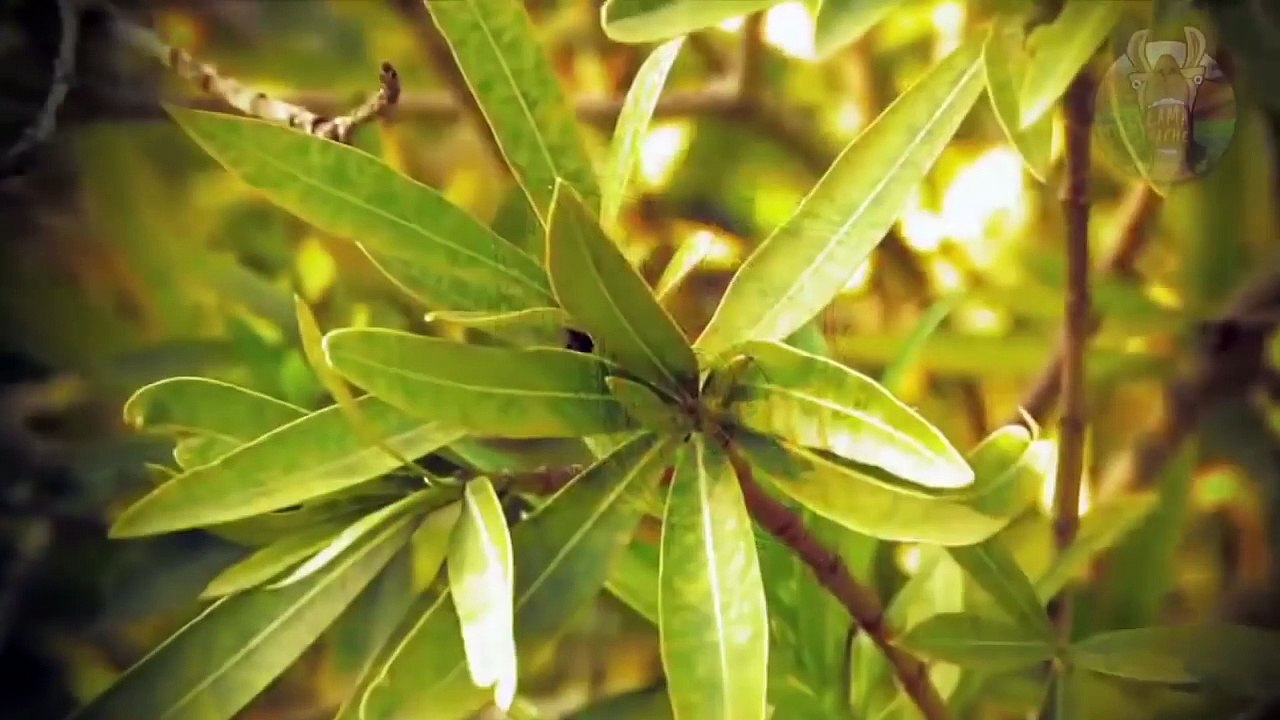 6 OBJETS MAUDITS QUE LA SCIENCE NE PEUT PAS EXPLIQUER - Lama Faché