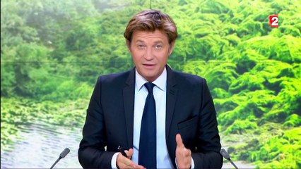 Côtes bretonnes: le retour des algues vertes