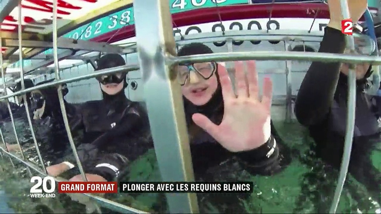 Afrique du Sud : plongée avec les requins blancs de la baie de Van Dycks