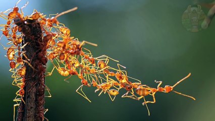 10 PHOTOS INCROYABLES QUI N'ONT PAS ÉTÉ PHOTOSHOPPÉES - Lama Faché