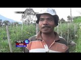 Aktivitas Sinabung Meningkat, Puluhan Petani di Karo Khawatir dan Tutup Lahan Pertanian - NET12