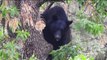 Bear Climbs Tree in Colorado, Affects Evening Commute