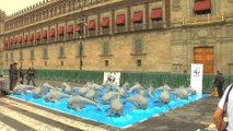 El WWF lleva su defensa de la vaquita marina a la plaza más emblemática de México