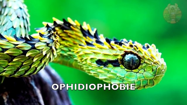 40 IMAGES QUI VONT RÉVÉLER VOS PHOBIES ET VOS PLAISIRS - Lama Faché