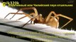 En 10 arañas más peligrosas del mundo