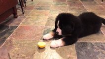 バーニーズマウンテンドッグの子犬が初めてレモンを食べてみた結果…！w