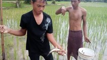 Two Boys Catch Fish by Using Spear Fishing at Rice Field