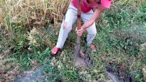 Wow! Amazing Catch A Lot Of Crabs in the Hole by Digging - How to Catch Crab by Dig Hole