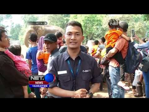 Kepadatan di Kawasan Kebun Binatang Ragunan, Pengunjung Dihimbau Tak Gunakan Mobil - NET16