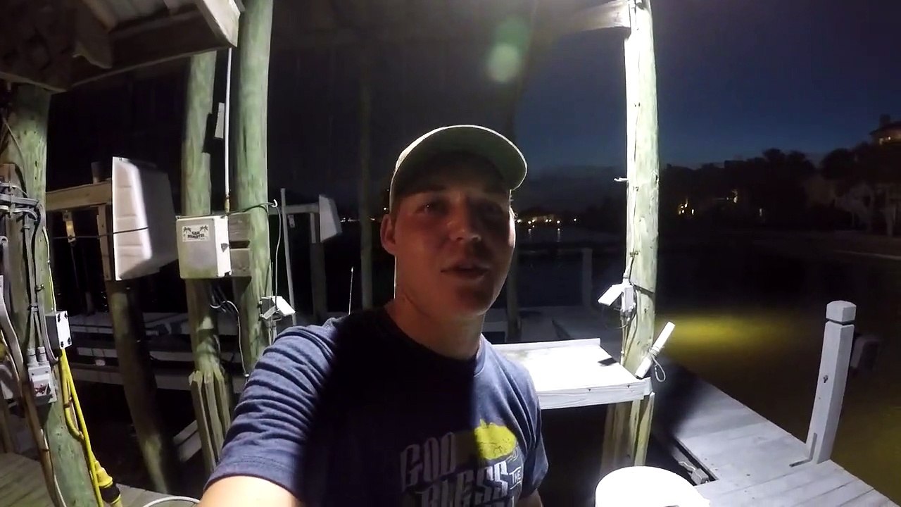 Dock squatter scares fish