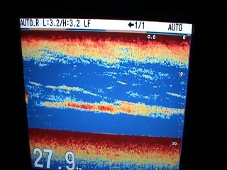 NIGHT FISHING - FISHING LED MASTER - TUNA CATCH