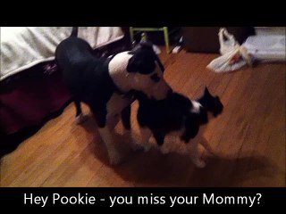 Louie's first time cat sitting