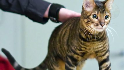 LES 10 RACES DE CHATS LES PLUS CHÈRES ET EXOTIQUES DU MONDE - Lama Faché