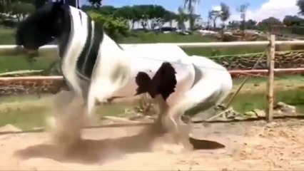 LES 12 RACES DE CHEVAUX LES PLUS INCROYABLES DU MONDE - Lama Faché