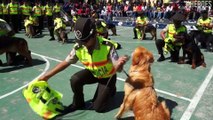 Entre rescates, polémicas y homenajes: así es la labor de los ‘perros policía’