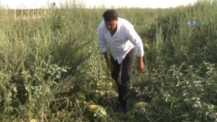 Karpuzu Üreten Değil Satan Kazandı